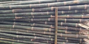 Raw Bamboo Poles