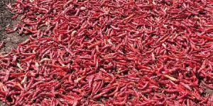 Dry Red Chilli