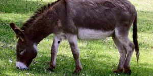Live Donkey