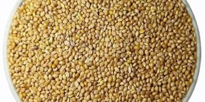 Foxtail Millet Seeds