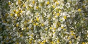 Chamomile Flower