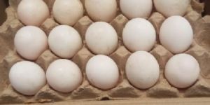 Duck Hatching Eggs