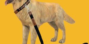 BFF Leather & Cotton Black Leash & Collar