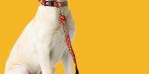 BFF Polka Dot Padded Leash & Collar
