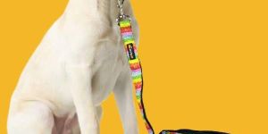 BFF Rainbow Heart Print Padded Leash & Collar
