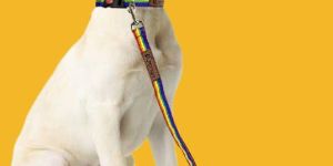 BFF Rainbow Padded Leash & Collar