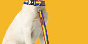 BFF Rainbow Print Padded Leash & Collar