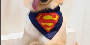 BFF Superman Bandana