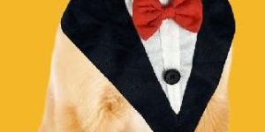 BFF Tuxedo Bandana with Bow