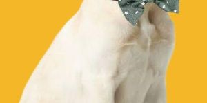 BFF Twill Cotton Bow Collar