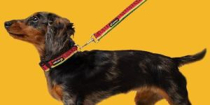 BFF Watermelon Print Padded Leash & Collar