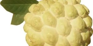 Fresh Custard Apple