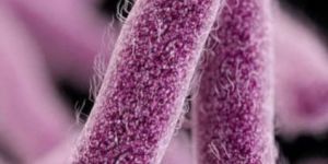 Ernakulam Bacteria