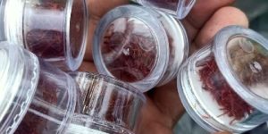 Kashmiri Mogra Saffron