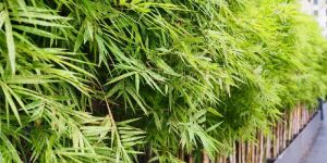 Bamboo Plant