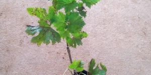 Black Grapes Plant