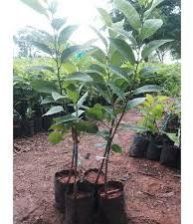 Custard Apple Plant