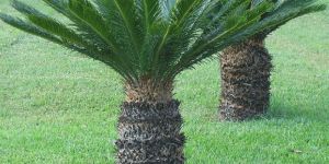 Cycas Plant