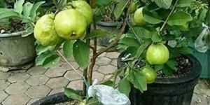 Guava Plant