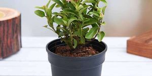 Ixora Plant