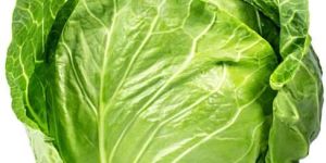 Cabbage