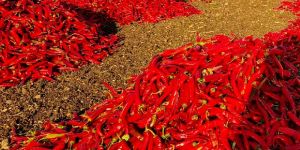 Dried Red Chili