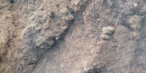 Coco Peat Powder