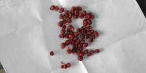 Gloriosa Superba Seeds