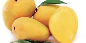 Fresh Badami Mango