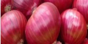 Fresh Red Onion