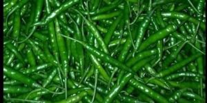 G4 Green Chilli