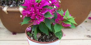 Bougainvillea Plant