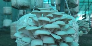 Dry Oyster Mushroom