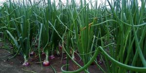Onion Farming