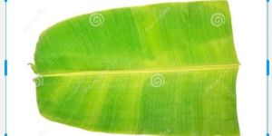 Banana Leaf Organic