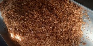 Sunrise Brista Onion