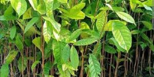 Mahogany Plant