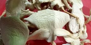 Sun Dried Organic Oyster Mushroom