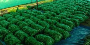 Green Beans Packaging Mesh Bag