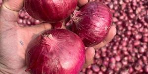 Red Onion