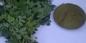 DRUMSTICK LEAVES POWDER