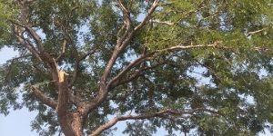 Prosopis Juliflora Seeds