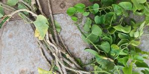 Tinospora Cordifolia