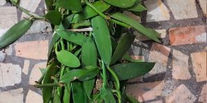 Vanilla Plants/ Vanilla planifolia