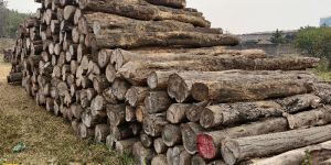 Tinsa Wood Logs