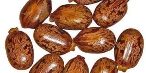 Castor Seeds