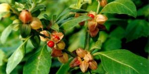 Ashwagandha Panchang