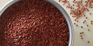 Red Quinoa Seeds , Chenopodium Quinoa