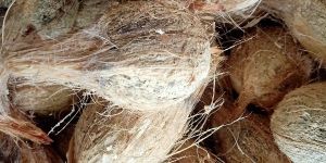 Semi Husked Coconuts