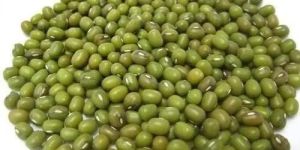 Moong Seeds